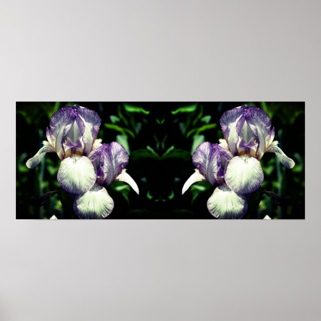 Purple White Bearded Iris Flower Mirror Abstract Poster (Front)