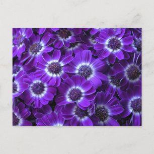 Purple White Cinerarias Postcard
