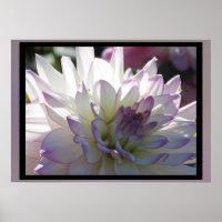Purple-White Dahlia Flower