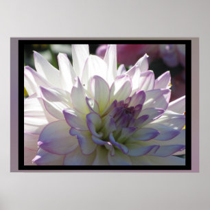 Purple-White Dahlia Flower Poster