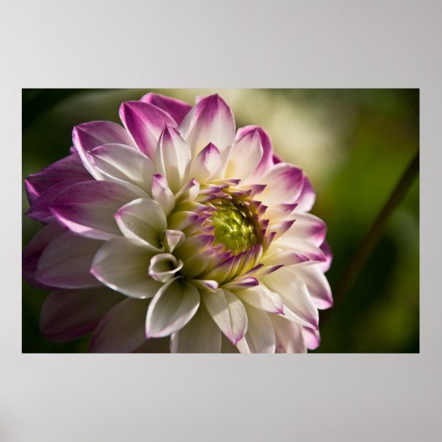 Purple & White Dahlia Poster (Front)