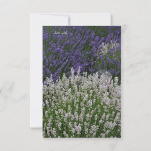 Purple & White Lavender Plants Card