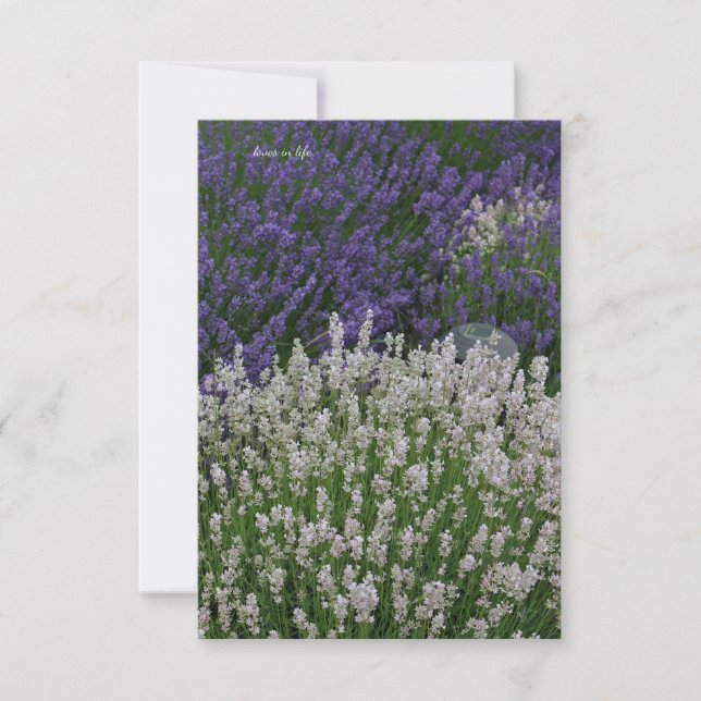 Purple & White Lavender Plants Card (Front)