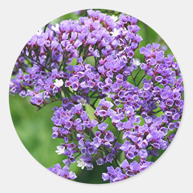 Purple & white Statice (limonium) flower in bloom Classic Round Sticker (Front)