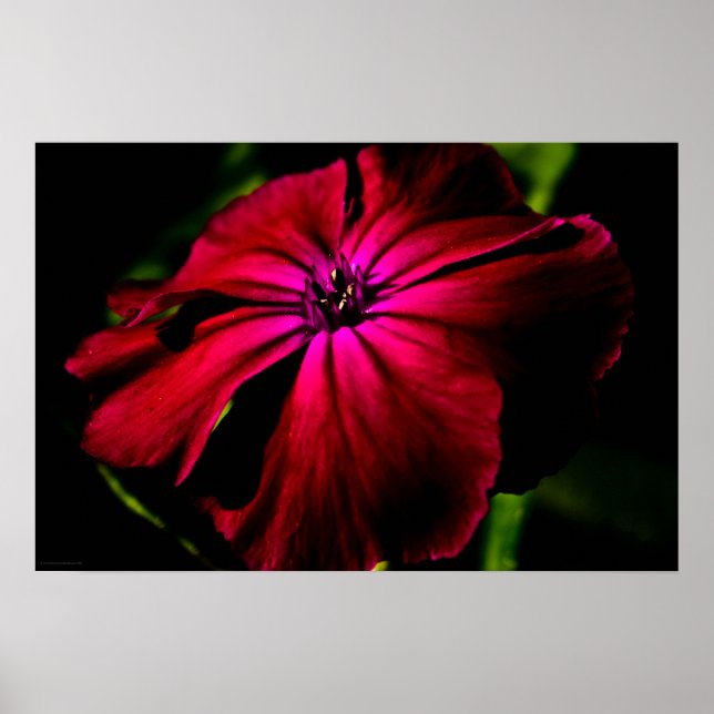 Purple Wild Flower wapcn Poster (Front)