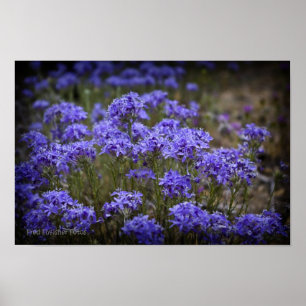 Purple Wildflower Poster Black Vignette