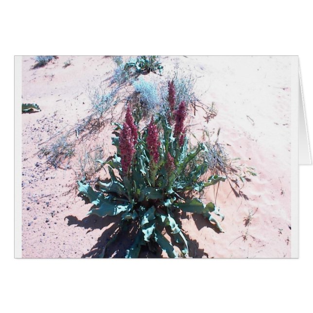 Purple Wildflowers (Front Horizontal)