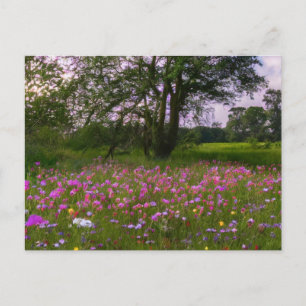Purple Wildflowers at Dusk in the Country Holiday Postcard