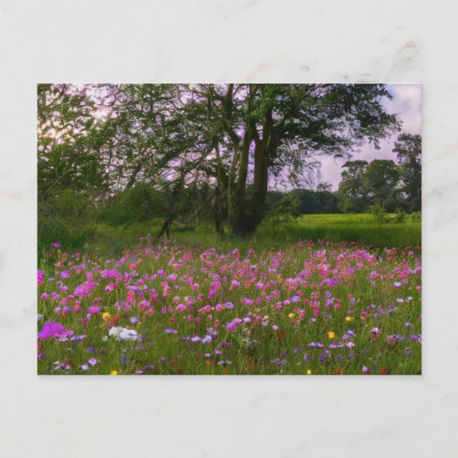Purple Wildflowers at Dusk in the Country Holiday Postcard (Front)