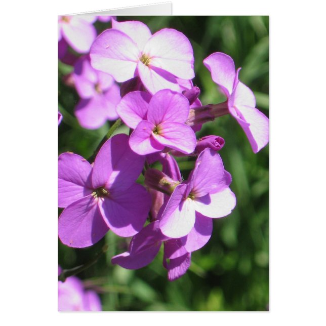 Purple Wildflowers Blank (Front)