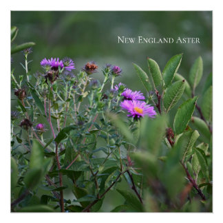 Purple Wildflowers Photo Poster