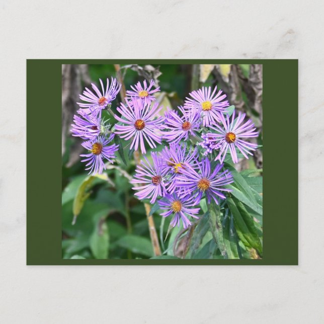 Purple Wildflowers Postcard (Front)