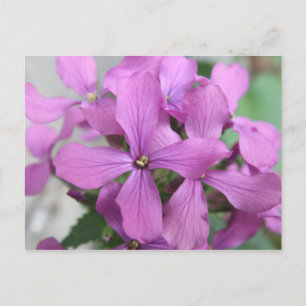 Purple wildflowers Postcard