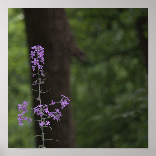 Purple Wildflowers  Poster (Front)