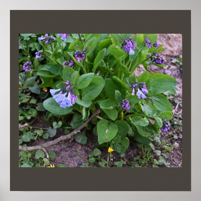 Purple Wildflowers Poster (Front)