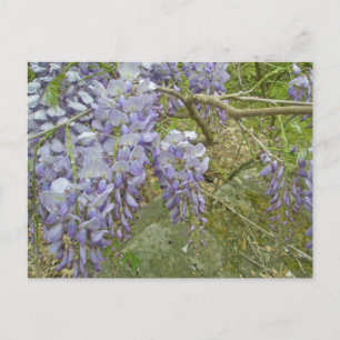 Purple Wisteria Coordinating Items Postcard