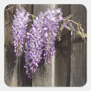 Purple Wisteria Flower Stickers