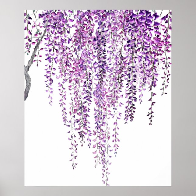 purple wisteria  in bloom  poster (Front)