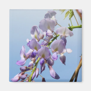 Purple Wisteria Magnet