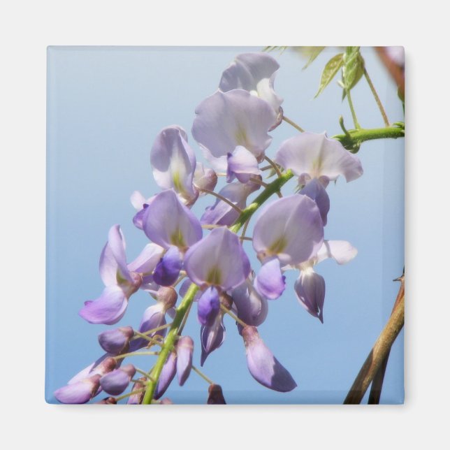 Purple Wisteria Magnet (Front)