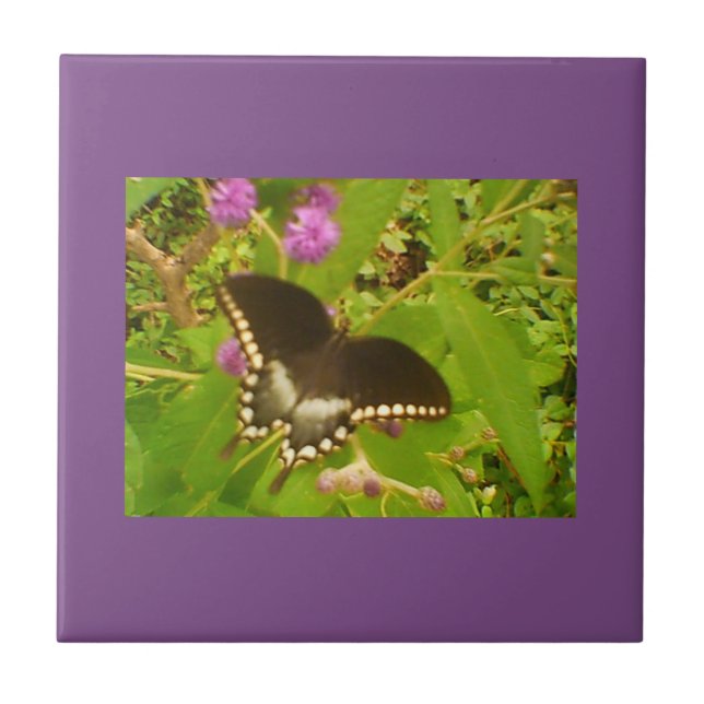 Purple Wrapped Black Monarch Tile (Front)