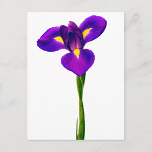 Purple  Yellow Iris Flower Floral Flowers Postcard