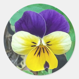 Purple & Yellow Pansy Classic Round Sticker