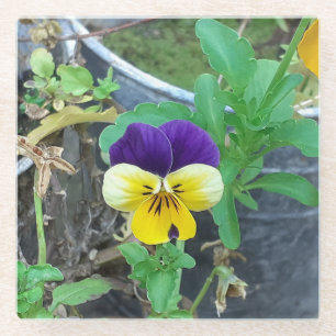 Purple & Yellow Pansy Glass Coaster