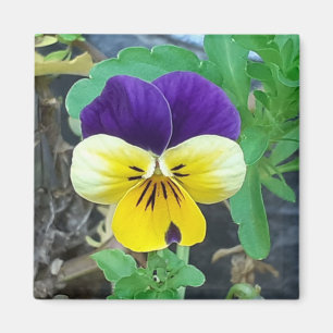 Purple & Yellow Pansy Magnet