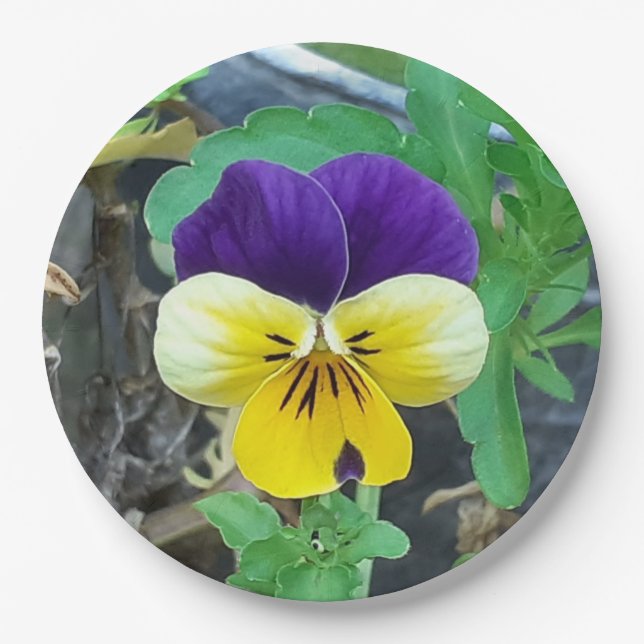 Purple & Yellow Pansy  Paper Plate (Front)