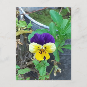 Purple & Yellow Pansy  Postcard