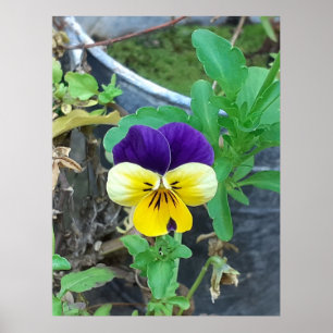 Purple & Yellow Pansy Poster