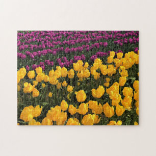 Purple & Yellow Tulip Field, Oregon Jigsaw Puzzle