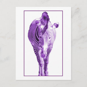 Purple Zebra Postcard