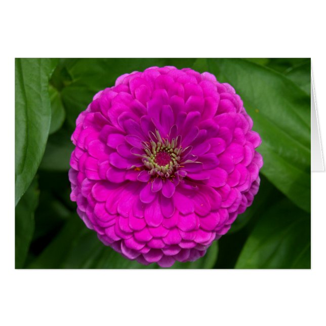 Purple Zinnia Card (Front Horizontal)