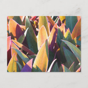 Purples & Golds Postcard