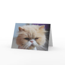 Purr-fect Persian Cat Greeting Card