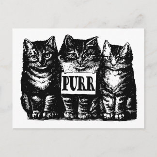 Purr Kittens Postcard