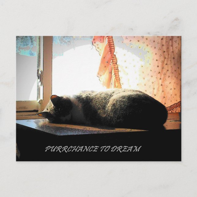 PURRCHANCE TO DREAM POSTCARD (Front)