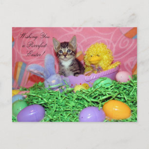Purrfect Easter Wishes! Holiday Postcard
