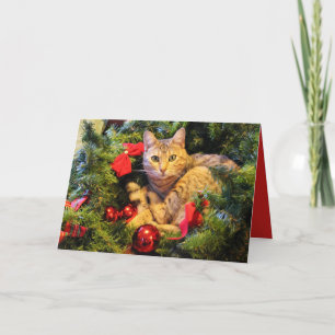 Purrfect Holiday Cat Christmas Greeting Card
