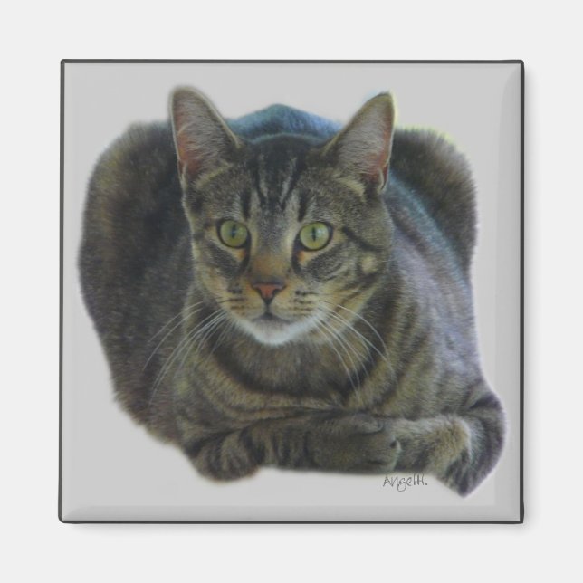 Purrfect magnet (Front)