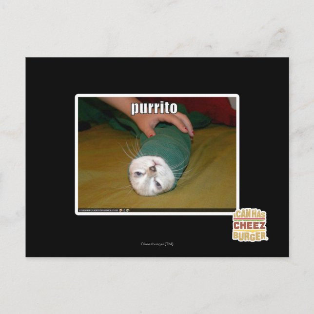 purrito postcard (Front)