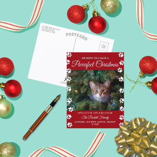 Purrrfect Christmas   Cat Holiday Photo