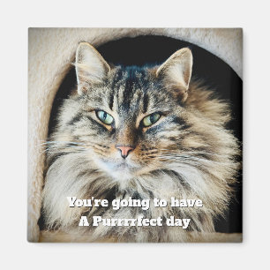 Purrrrfect Day Magnet