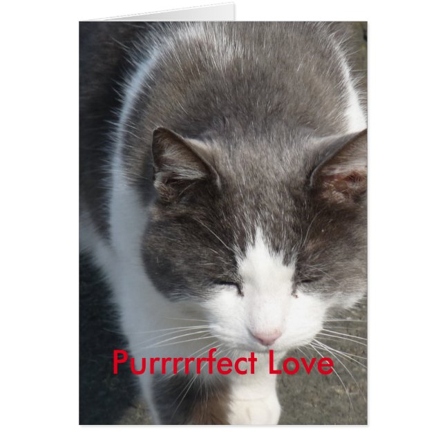 Purrrrfect Love Cat Card (Front)
