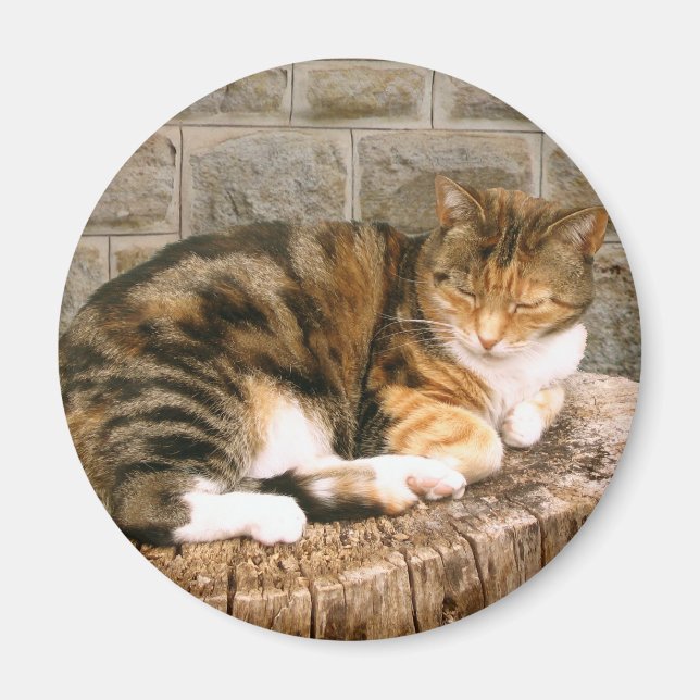 Pussels - Cat on a Stump Magnet (Front)