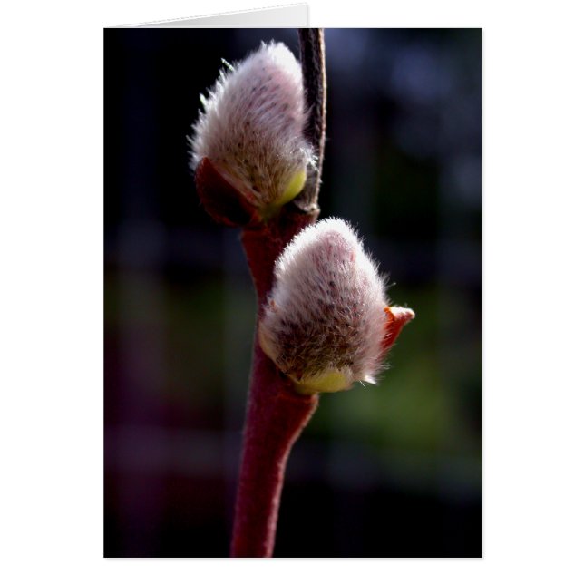 Pussywillow buds in spring (Front)