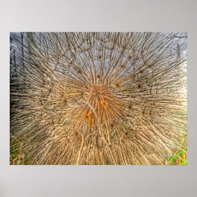 pusteblume 2007 poster (Front)