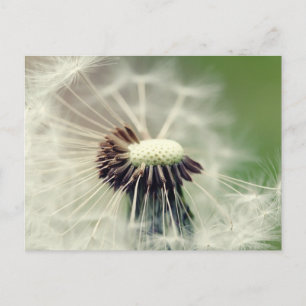 Pusteblume 2013 3 postcard